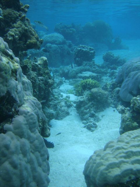 Reef scene with multiple scleractinian coral species. Picture