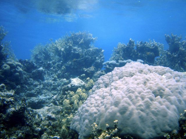 Poritidae coral Porites sp.right bottom Picture