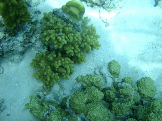 Three scleractinian coral species. Picture