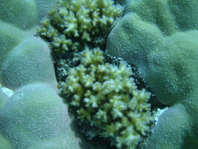 Two species of scleractinian coral. Picture