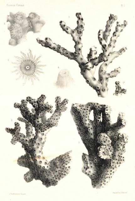 Figures 1-4, Oculina varicosa Leseuer Picture
