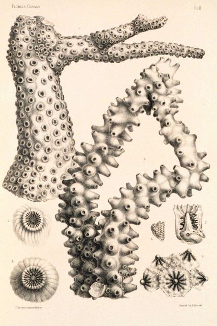 Figures 1 and 2, Oculina robusta Pourtales Picture