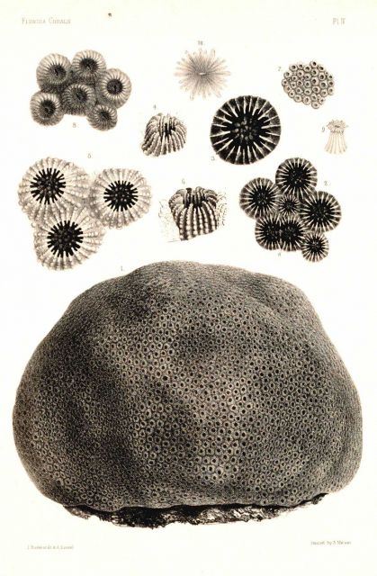 Figures 1-10, Orbicella annularis Dana Picture