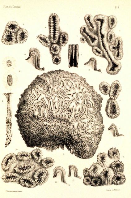 Figures 1-15, Dichocoenia porcata Milne-Edw Picture