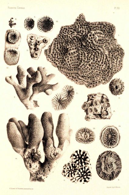 Figs.1 and 2, Agaricia agaricites Milne-Edw Picture