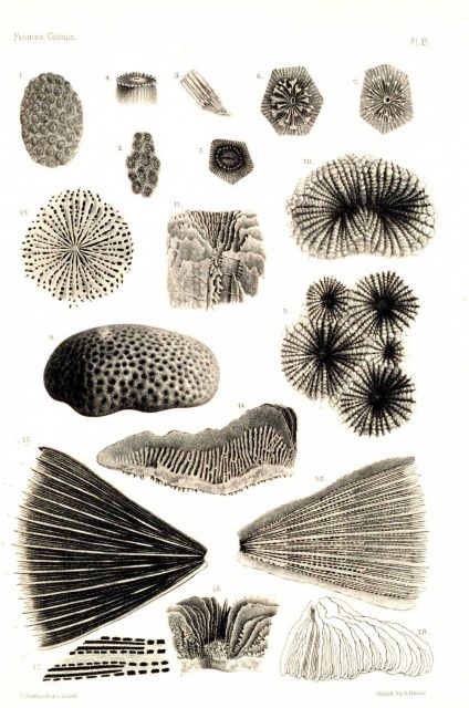 Figures 1-12, Siderastraea galaxea Blainv Picture
