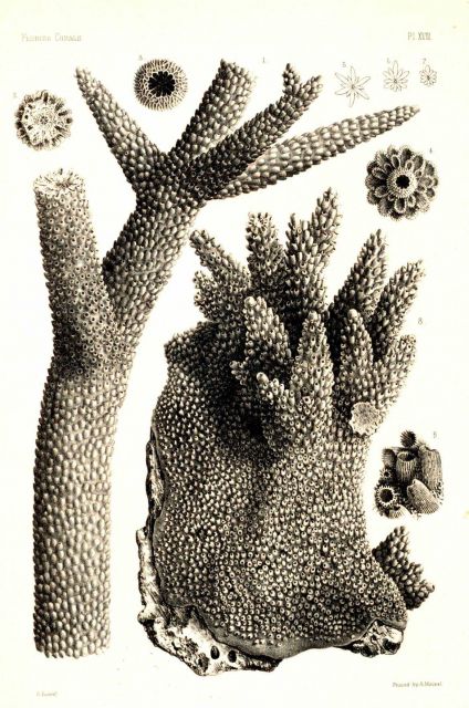 Figures 1-9, Madrepora cervicornis Lamarck Picture