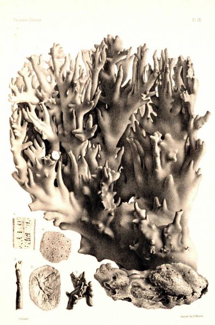 Figures 1-6, Millepora alcicornis Lamarck Picture