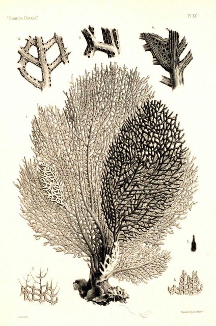 Figures 1-7, Rhipidigorgia flabellum Valenciennes Picture