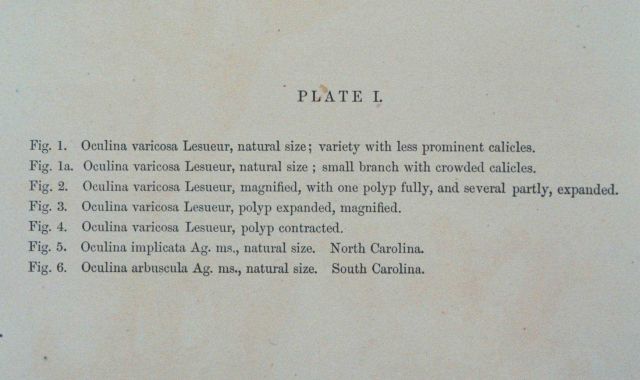 Text accompanying Plate I Picture