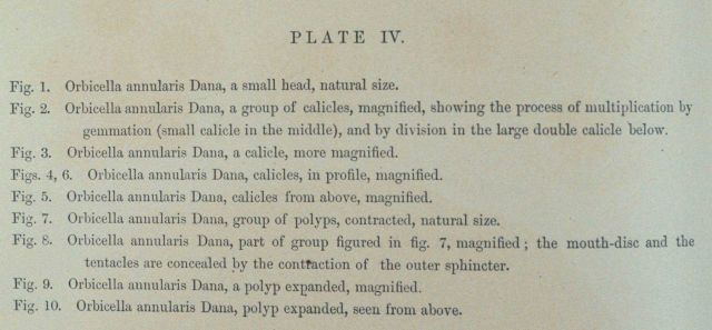 Text accompanying Plate IV Picture