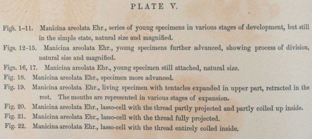 Text accompanying Plate V Picture