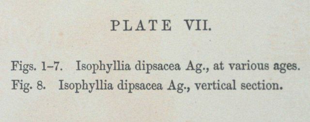 Text accompanying Plate VII Picture