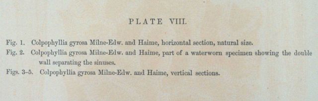 Text accompanying Plate VIII Picture