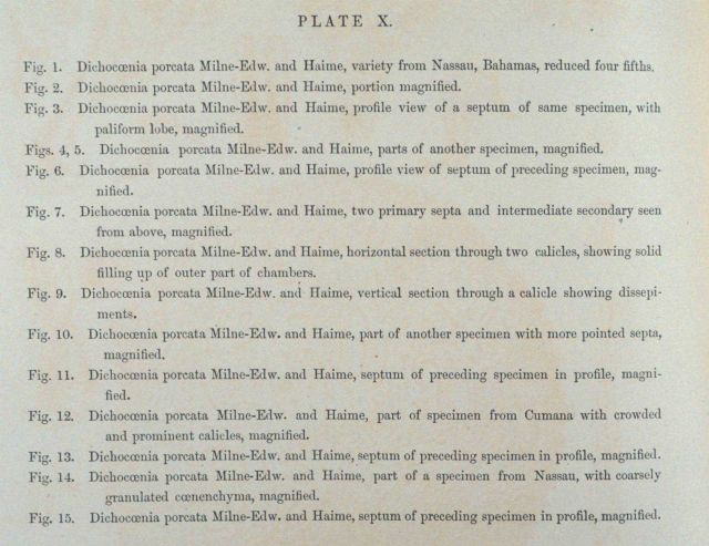 Text accompanying Plate X Picture