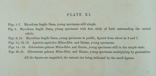 Text accompanying Plate XI Picture