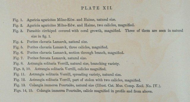 Text accompanying Plate XII Picture