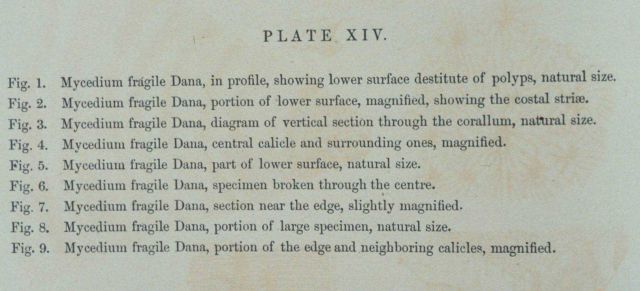 Text accompanying Plate XIV Picture