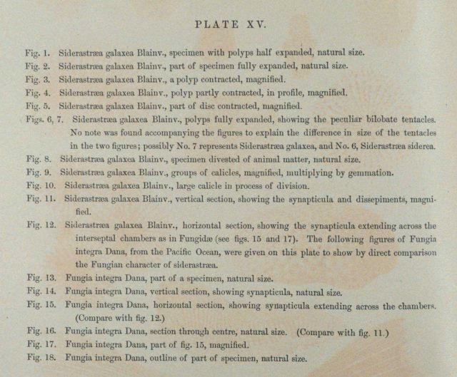 Text accompanying Plate XV Picture