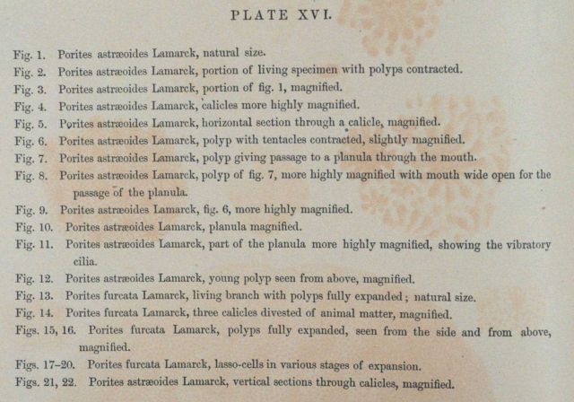 Text accompanying Plate XVI Picture