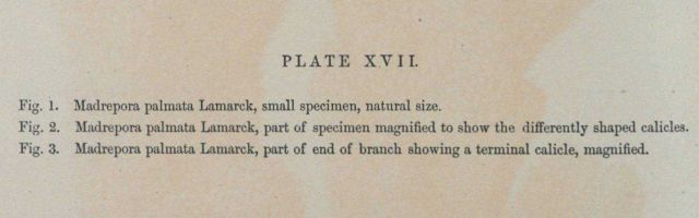 Text accompanying Plate XVII Picture