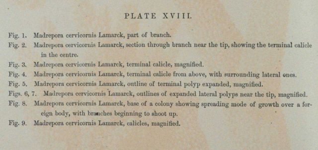 Text accompanying Plate XVIII Picture