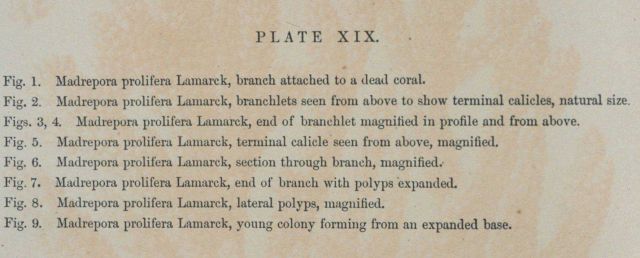 Text accompanying Plate XIX Picture