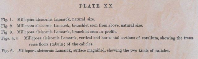 Text accompanying Plate XX Picture
