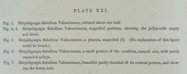 Text accompanying Plate XXI Picture