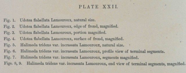 Text accompanying Plate XXII Picture