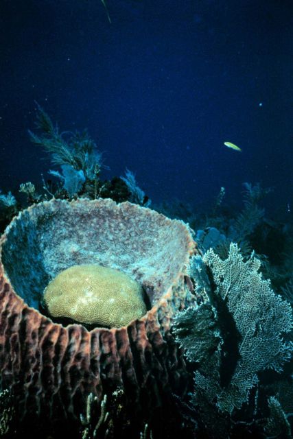 Vase sponge with star coral inside. Picture