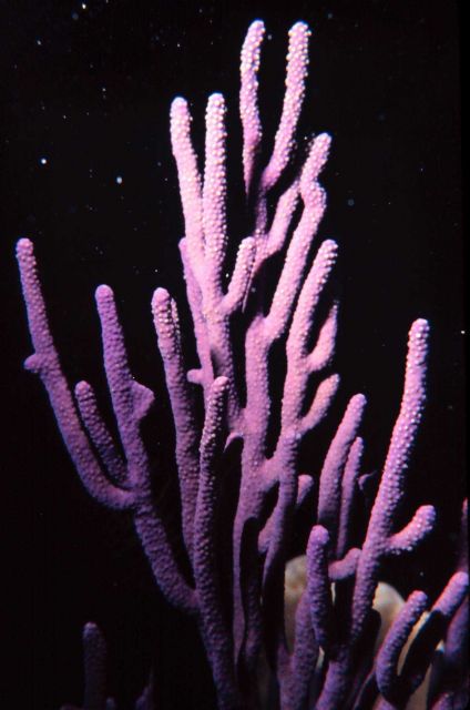 A knobby purple sea rod. Picture