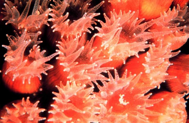 A closeup of a cavernous star coral (Montastrea cavernosa). Picture