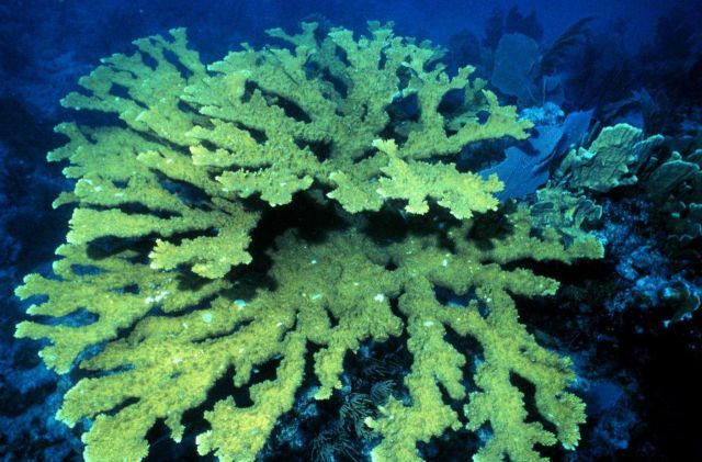 An elkhorn coral colony. Picture