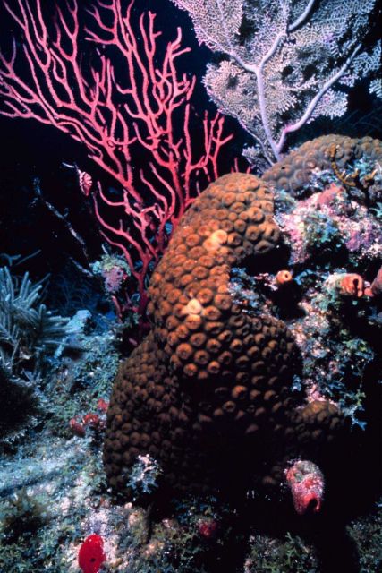 Reef scene with sea rods. Picture