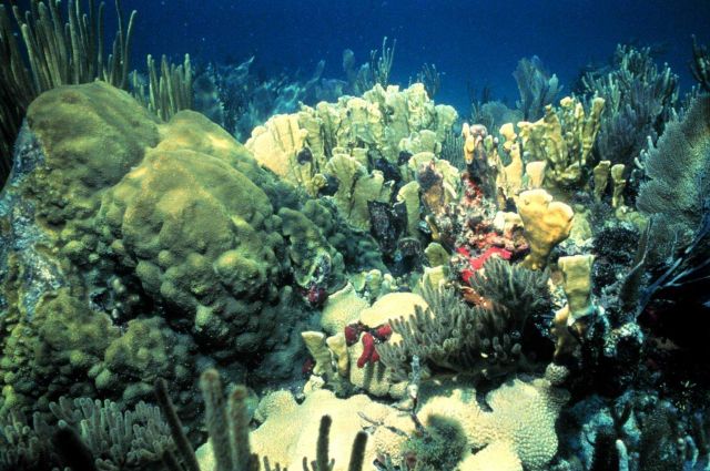 A shallow water reef scene. Picture