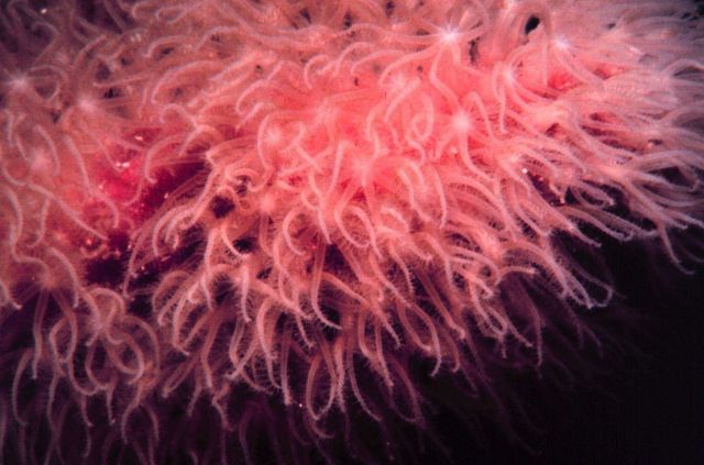 Soft coral with polyps extended. Picture