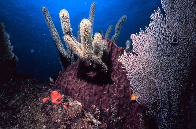 Reef scene with sponge and seafan. Picture
