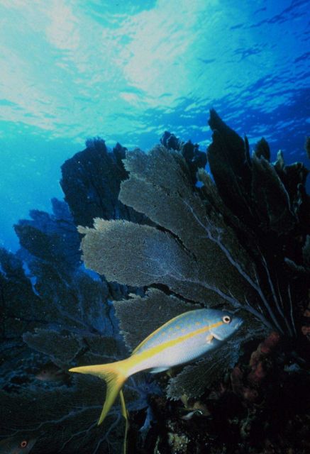 Yellowtail snapper with seafan. Picture