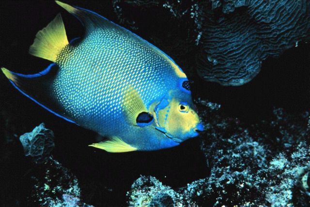 Queen angelfish at the reef Picture