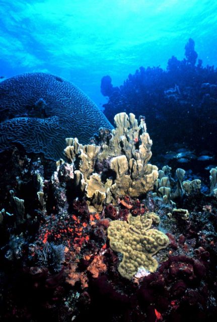 Reef scene with fire coral (Millepora sp.) and mustard hill Picture