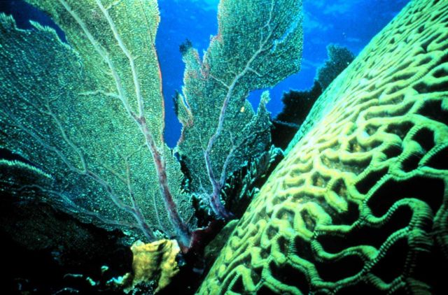 Brain coral and sea fan close-up Picture