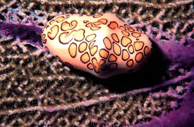 Flamingo tongue snail on a sea fan close-up. Picture