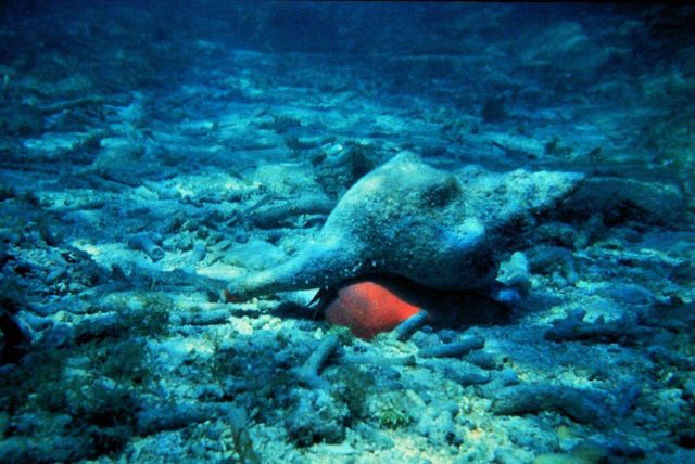 Horse conch in sand and coral rubble. Picture