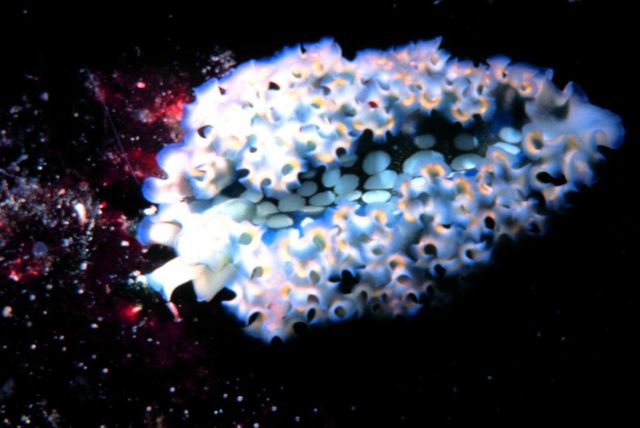 A lettuce sea slug. Picture