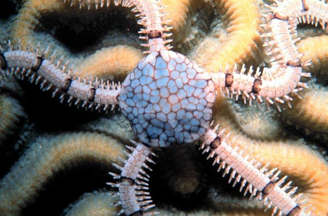 A reticulated brittle star Picture