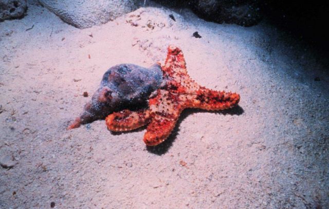 Atlantic trumpet triton and cushion sea star. Picture
