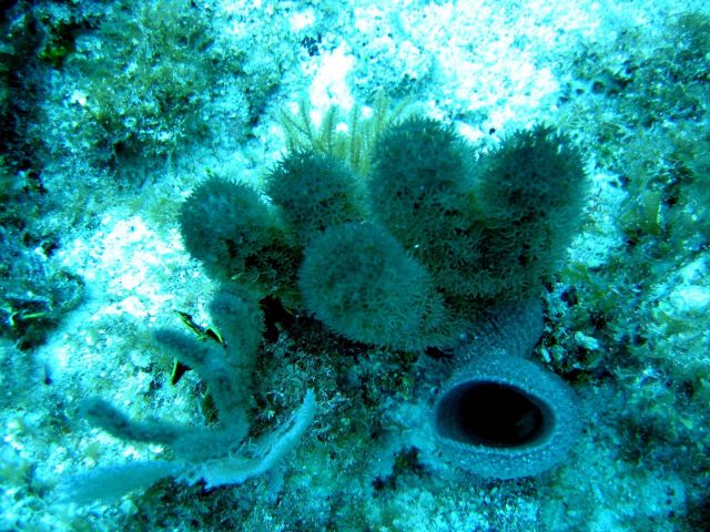 Sponges. Picture