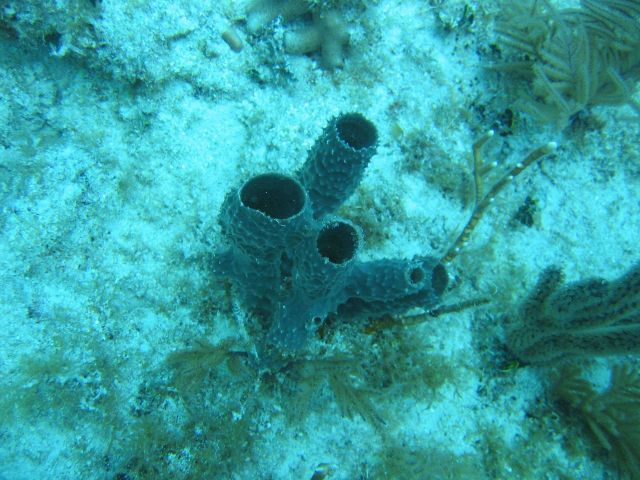 Tube sponges. Picture