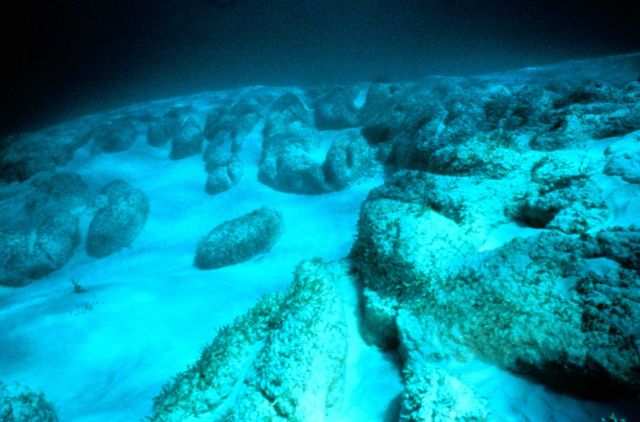 Giant stromatolites Picture